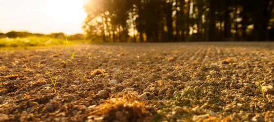 Vers de terre, collemboles, cloportes : les victimes souterraines des pesticides