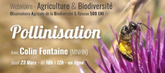 Les 2 rendez-vous pollinisation en visioconférence en mars 2023 : formation et webinaire.