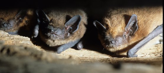 Concilier pratiques agricoles et conservation des Chiroptères